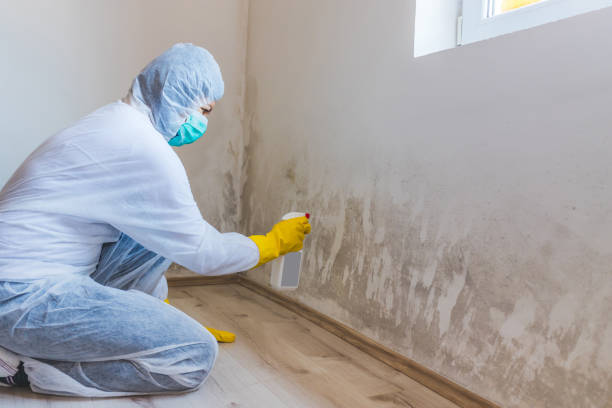 Crawl Space Mold Remediation treatment of floor joists in Cottage Grove